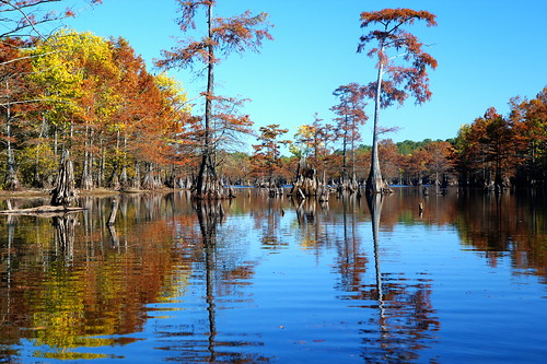 trees lake tree nature water parish canon river landscape rebel landscapes duck louisiana phil wildlife union scenic marion upper finch national swamp monroe cypress willie intimate hdr silas dynasty commander ouachita refuge jase robertson phill haile nwr jeptha upperouachitanwr