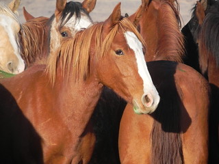 Wild horses. (Photo by Amy Dumas, BLM)