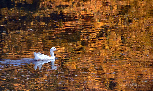 lake reflection nature water birds animals fauna swimming pond nikon gulls nikongear mygearandme ringexcellence nikond3100 pictbystinnie flickrstruereflection1 flickrstruereflection2 flickrstruereflection5 flickrstruereflectionlevel5 freedomtosoarlevel1birdphotosonly