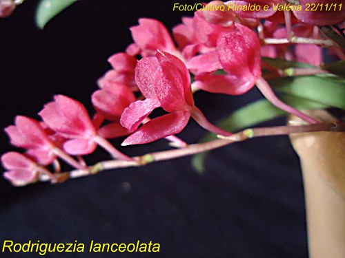 ORQUÍDEAS FLORES PERFEITAS: Rodriguezia lanceolata