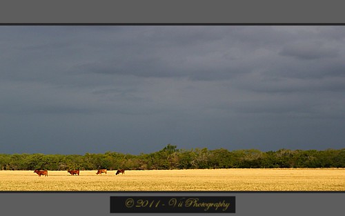 storm field canon texas cattle cows gimp t2i