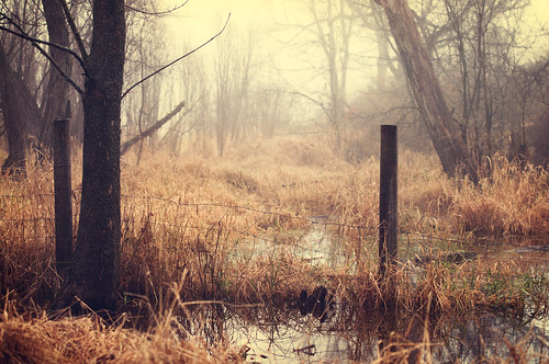 wood morning mist color reflection tree art fall nature water overgrown grass leaves fog rural photoshop vintage fence puddle dawn nikon midwest bright outdoor crossprocess rustic grain scene il cinematic filmgrain 70200mm d90 fauxfilm coldtone vintagecolors nikond90 bryanjaronik