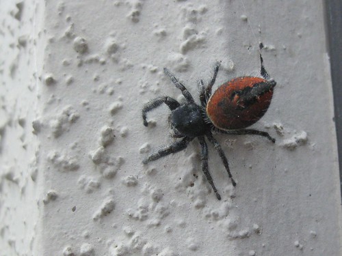 Along came a spider  and it opened a door: A special arachnid is  emerging in the Northwest just in time for Halloween