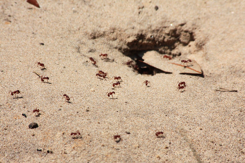 sc nature ferry island photographer bulls busy ants bullsbay caperomain sethberryphotography