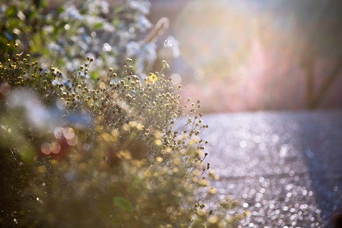 flowers autumn philadelphia bokeh sidewalk manayunk hss sliderssunday