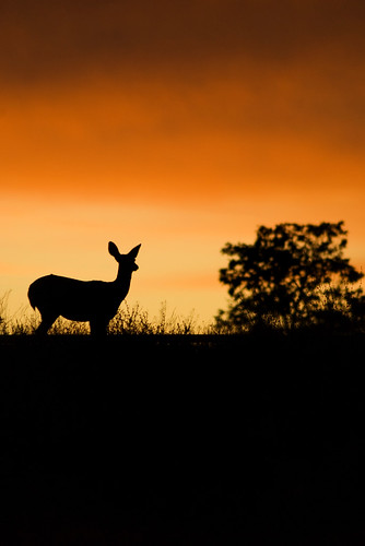 sunset canada sunrise golden bc deer sillouette kamloops