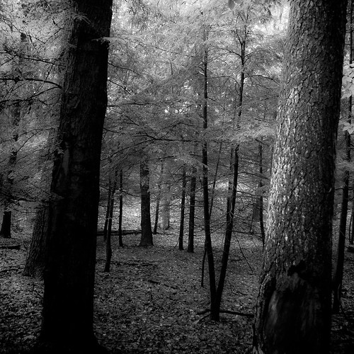 trees light shadow blackandwhite bw sunlight monochrome leaves forest dark square blackwhite woods nikon darkness branches dunes treetrunk dreamy dreamlike saugatuck d5000 noahbw