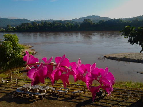 pink plants flower thailand orchids rivers chiangrai mekongriver chiangkhong