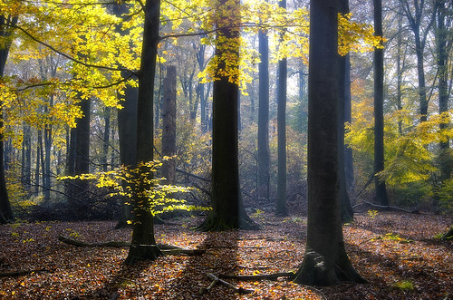 morning autumn light fall colors forest landscape licht nikon october landschaft wald brandenburg liepnitzsee dietrichbojko d7000 dietrichbojkophotographie