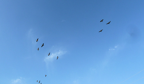 sunrise geese walk kanata