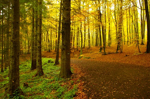 nature buchenwald rügen inyoureyes nadelwald nationalparkjasmund deutschlandskleinsternationalpark