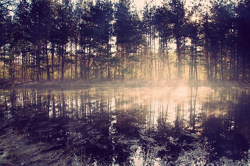 morning trees mist cold reflection wet water silhouette fog forest sunrise canon dawn latvia swamp 30d rithm