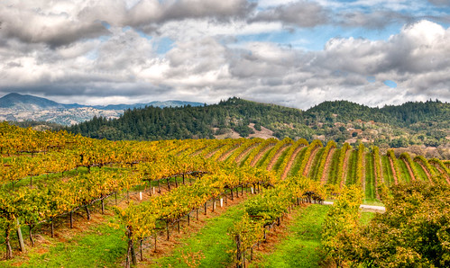 california landscape wine outdoor unitedstatesofamerica beverage hdr healdsburg