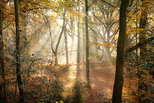 autumn trees light shadow england london canon eos golden woods united kingdom heath sunrays hampstead hampsteadheath follage 2011 1755mm childshill 40d