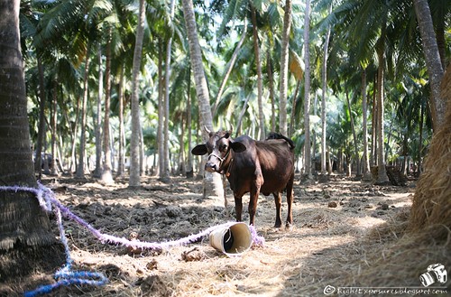 india animals cows coconut canon5d browncow andhrapradesh 35mmf2 konaseema eastgodavari gopayalanka coconutfarms