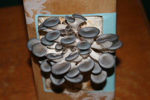 DIY Oyster Mushroom Kit - Day 7 @ 11pm