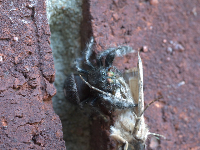 A Spider on a Brick Wall | Flickr - Photo Sharing! How To Hang Spiders On Brick House