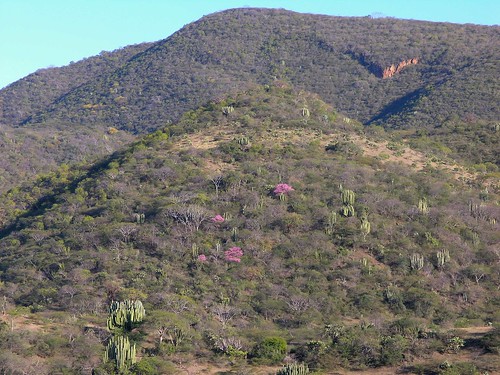 flowers plants mountains latinamerica forest cacti mexico landscapes flickr desert 2006 oaxaca mex gpsapproximate