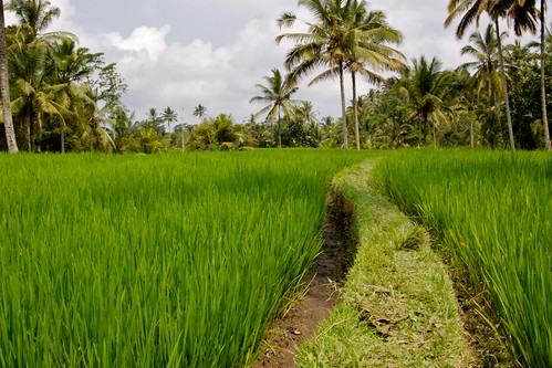 bali plant green field grass indonesia rice paddy plantation