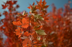 Fall Leaves Aperture F1.8
