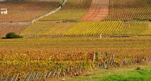 autumn france automne landscape october europe burgundy vineyards paysage bourgogne vignes vignoble octobre routedesvins monthelie coth côtedor wineroad auxeyduresses auxey michelemp geo:lat=4698813500595747 geo:lon=4756493336901144