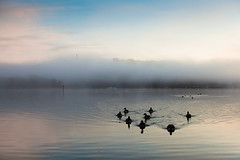Morning Fog, Årsta Bay
