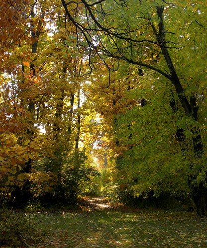 autumn orange green fall leaves yellow forest nikon hungary colours path trail coolpix colourful tread p90 magyarország zöld sárga ősz szarvas erdő színek levelek ösvény narancssárga színes tapos szarvasiarborétum nikonp90 arboretumofszarvas treadyourpath taposdkiazösvényed
