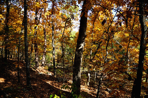 fall foliage maumelle flatsidewilderness arkansasleavefoliage