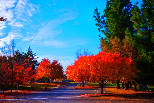 california autumn colors landscape sacramento naturesfinest coth supershot impressedbeauty flickrdiamond nejmantowicz natureselegantshots dragondaggerphoto coth5