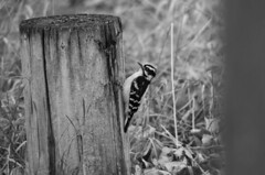 Downy Woodpecker - BW