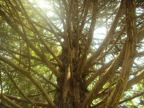 wood trees brown sun tree pine spring