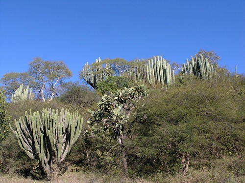 plants latinamerica forest cacti mexico landscapes flickr desert 2006 oaxaca gps mex