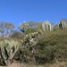Cacti cerca de Mariscala de Júarez, Oaxaca, Mexico por Lon&Queta Cacti cerca de Mariscala de Júarez, Oaxaca, Mexico por Lon&Queta