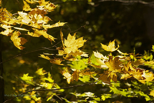 ontario canada colour tree leaves yellow backlight landscape leaf gravenhurst fallmaple degreywolfphotography