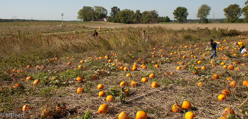 school pumpkin farm fieldtrip maze homeschool cornmaze fredricksburg snakdaddy