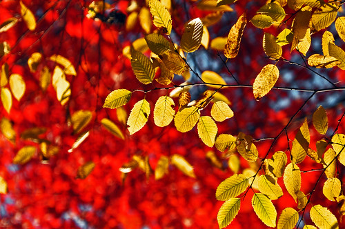 autumn color colour fall leaves foliage fallimpressions