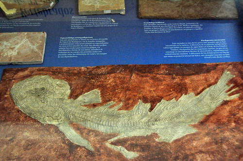 fish museum mexico fossil nikon puebla d90 tepexi tlayua piedevaca