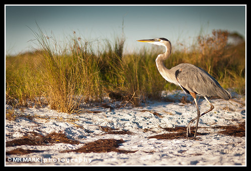 morning blue sunlight bird beach heron grass sunrise sand florida wildlife great fl destin sanctuary greatblueheron protected destindunes