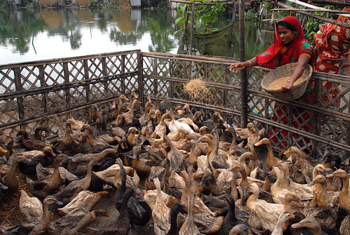 Feeding poultry, Bangladesh. Photo by WorldFish, 2006