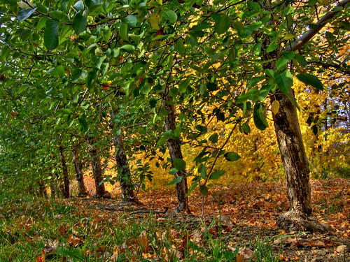 autumn trees leaves orchard agriculture hdr lowview