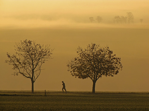 autumn trees mist fall fog haze running jogging bestcapturesaoi elitegalleryaoi blinkagain artistoftheyearlevel2