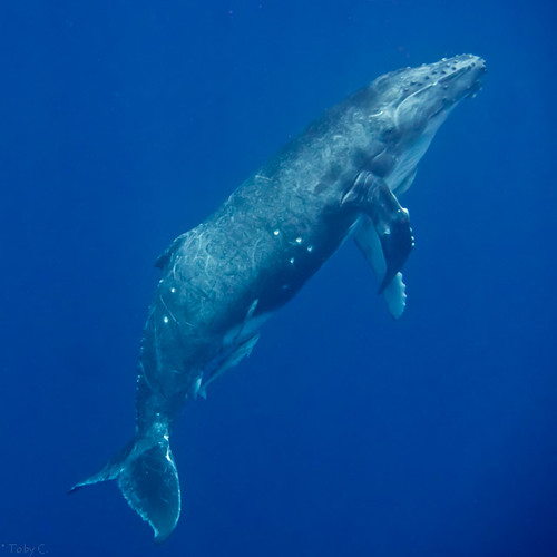 humpback calf