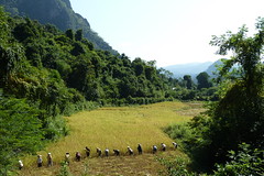 Wanderung zum Dorf Ban Na Kang - Reisernte