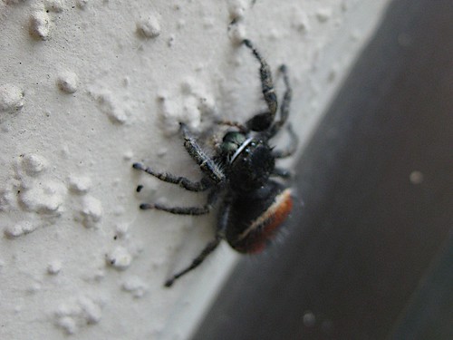 Red-backed Jumping Spider 1