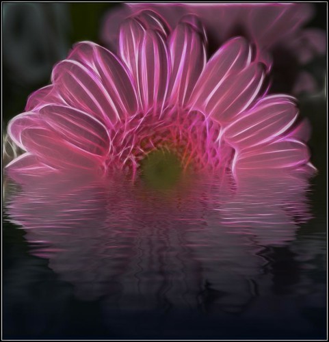 flower reflection chrysanthemum fractalius