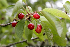 cluster of cherries, ripe for the picking 
