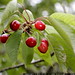 cluster of cherries, ripe for the picking