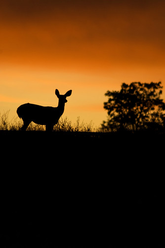 sunset canada sunrise golden bc deer sillouette kamloops