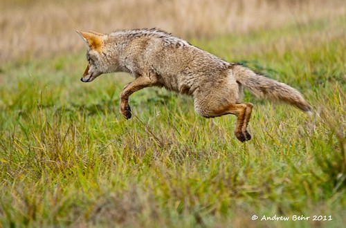 coyote nature animal jumping wildlife ridgefieldwildliferefuge ridgefieldnwr