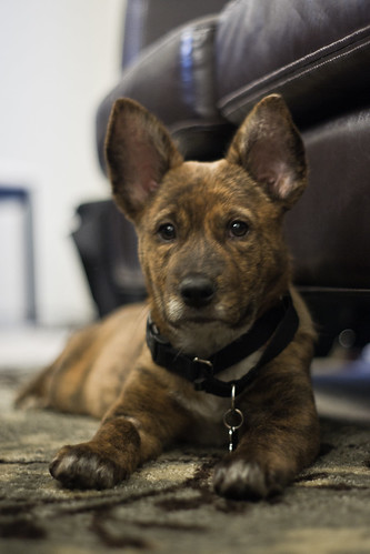 dog pet puppy mutt couch mixedbreed datawarehouse